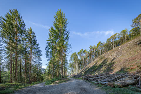 Gemeinde Hochburg-Ach Bezirk Braunau Wanghausen Weilhartsforst Weg zum Heilbründl Heilbrünnl (Dirschl Johann) Österreich BR